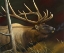 Picture of ELK PORTRAIT II