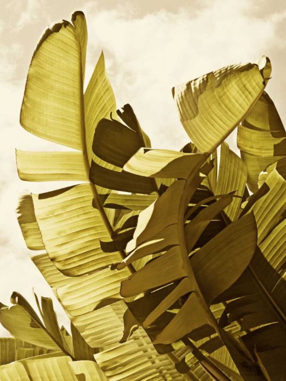 Picture of PALM FRONDS II