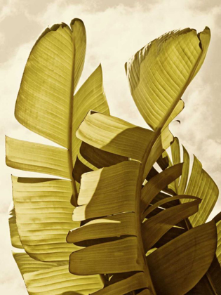 Picture of PALM FRONDS III