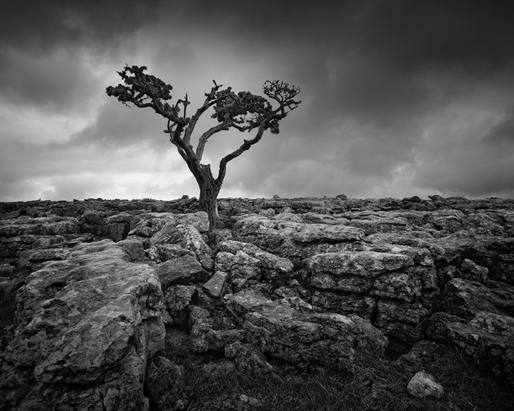 Picture of PAVEMENT AND TREE II