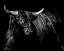 Picture of BRINDLE RODEO BULL