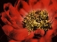 Picture of RED PEONY I