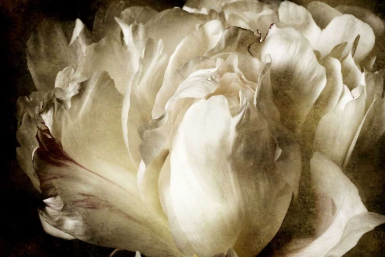 Picture of ELEGANT PEONY I