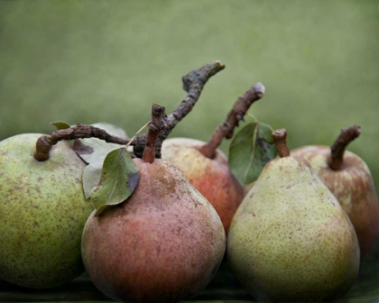 Picture of COMICE PEARS I
