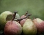 Picture of COMICE PEARS II