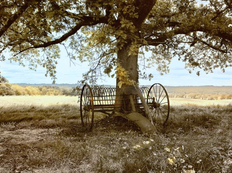 Picture of AUX ARBEILS OAK