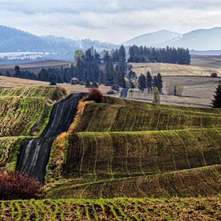 Picture of PALOUSE HILLS