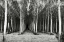 Picture of ALLEY AT LAC DUBY