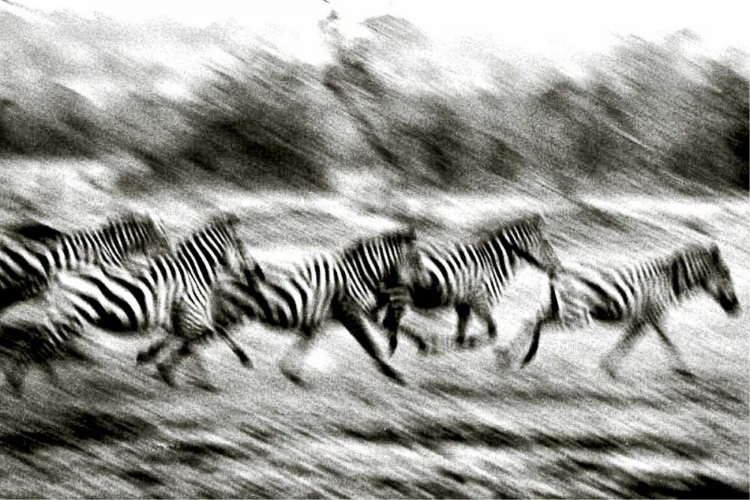 Picture of STAMPEDING ZEBRA