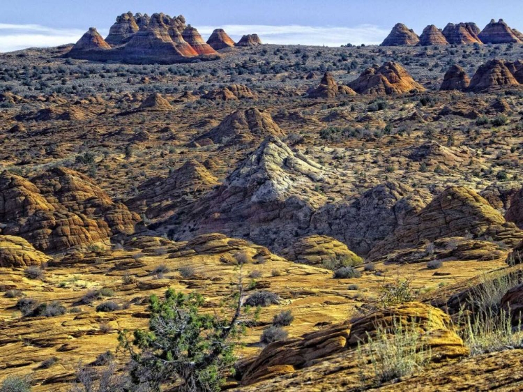 Picture of VIEW FROM COYOTE BUTTES