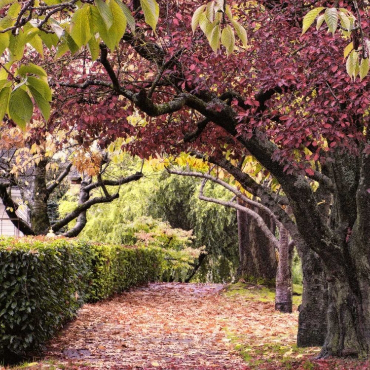 Picture of ARCH OF TREES