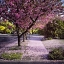 Picture of FALLEN PETALS