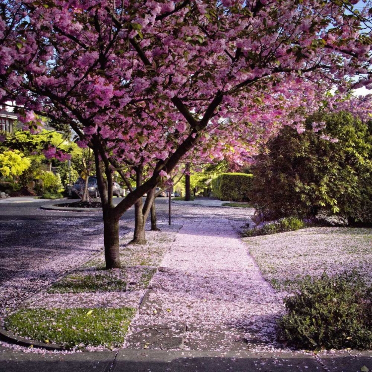 Picture of FALLEN PETALS