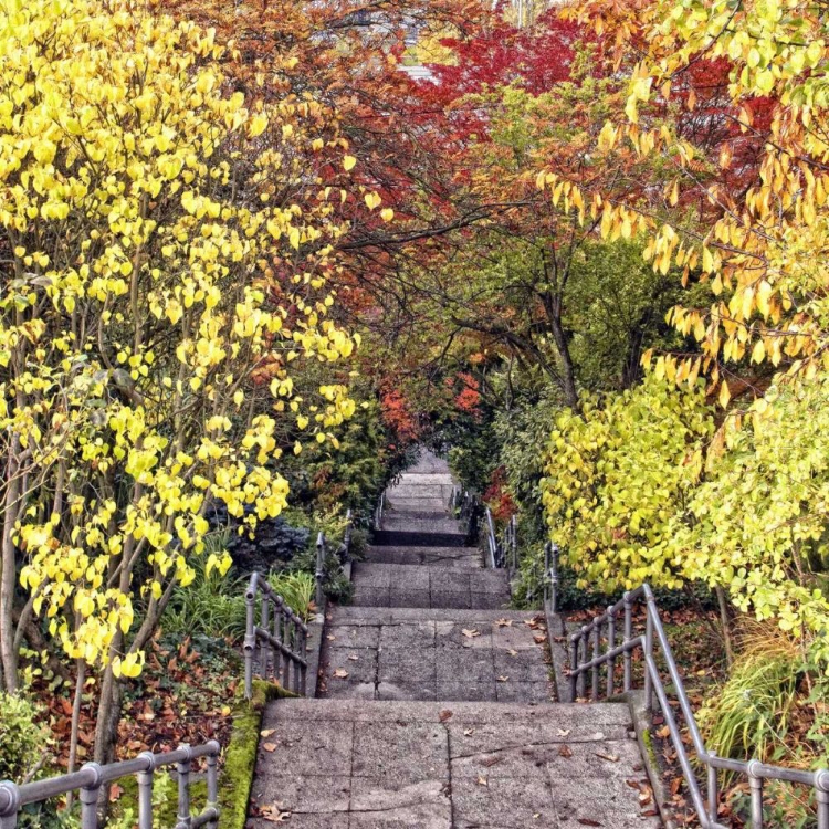 Picture of AUTUMN TUNNEL