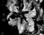 Picture of POETRY VII