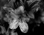 Picture of POETRY VIII