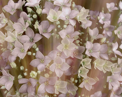Picture of SOFT FLORAL II