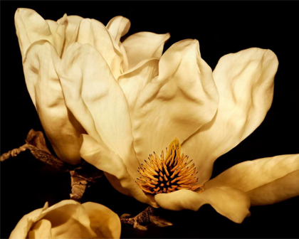 Picture of BUTTERCREAM MAGNOLIA II