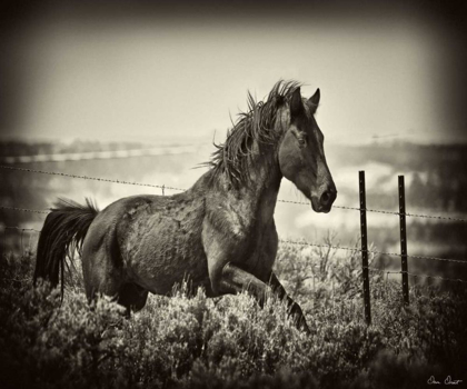 Picture of RUNNING HORSE