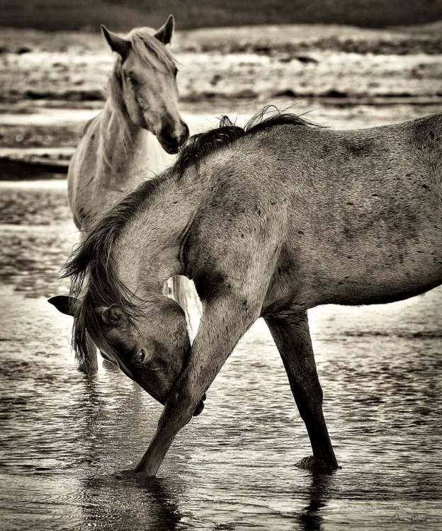 Picture of BEACH HORSES I