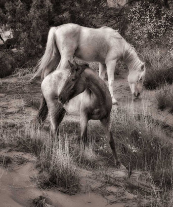 Picture of BEACH HORSES II