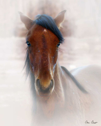 Picture of HORSE PORTRAIT I