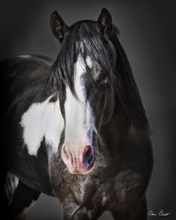 Picture of HORSE PORTRAIT II