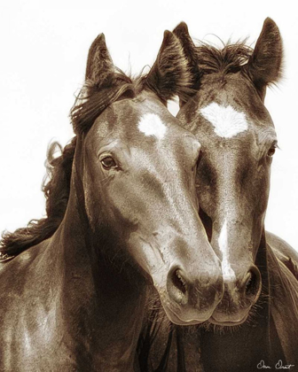 Picture of HORSE PORTRAIT III