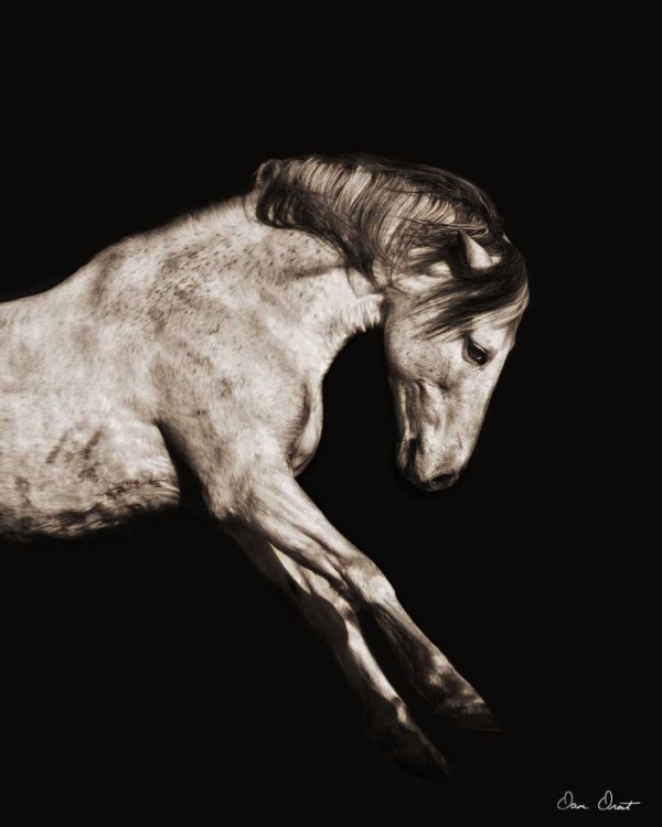 Picture of HORSE PORTRAIT IV