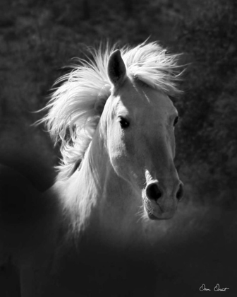 Picture of HORSE PORTRAIT V