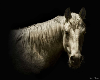 Picture of HORSE PORTRAIT VI
