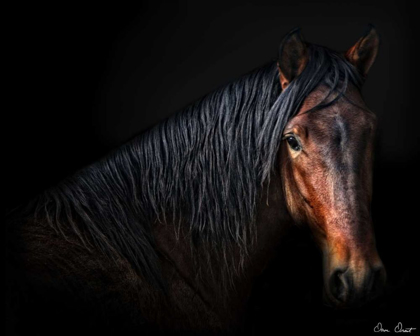 Picture of HORSE PORTRAIT VII