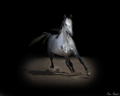 Picture of HORSE PORTRAIT IX