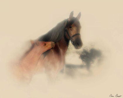 Picture of HORSE PORTRAIT X