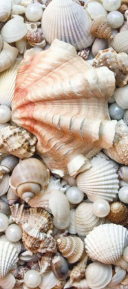 Picture of SHELL MENAGERIE I