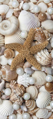 Picture of SHELL MENAGERIE II