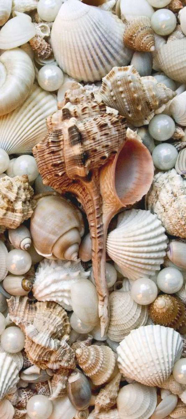 Picture of SHELL MENAGERIE III