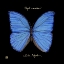 Picture of STRIKING BUTTERFLY I