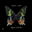 Picture of STRIKING BUTTERFLY II