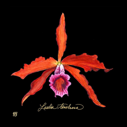 Picture of VIVID ORCHID II