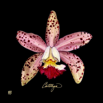 Picture of VIVID ORCHID III