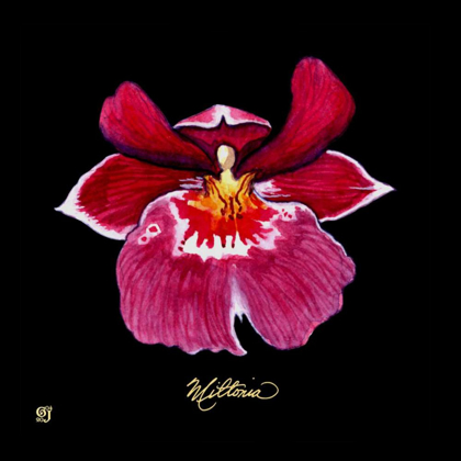 Picture of VIVID ORCHID VIII