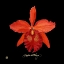Picture of VIVID ORCHID IX