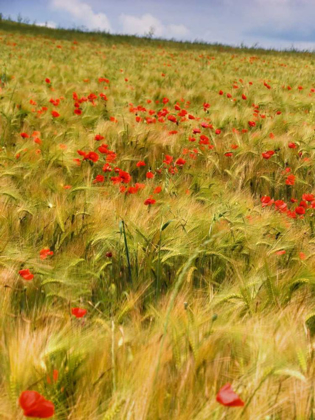 Picture of POPPIES IN FIELD I