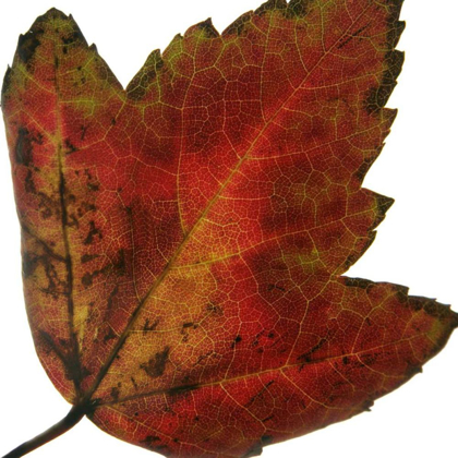 Picture of LEAF INFLORESCENCE I