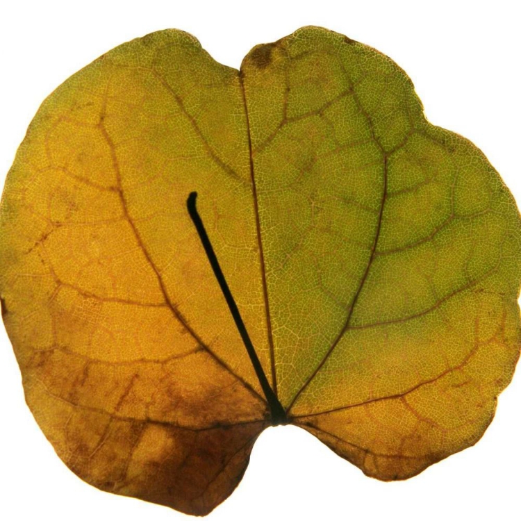 Picture of LEAF INFLORESCENCE III