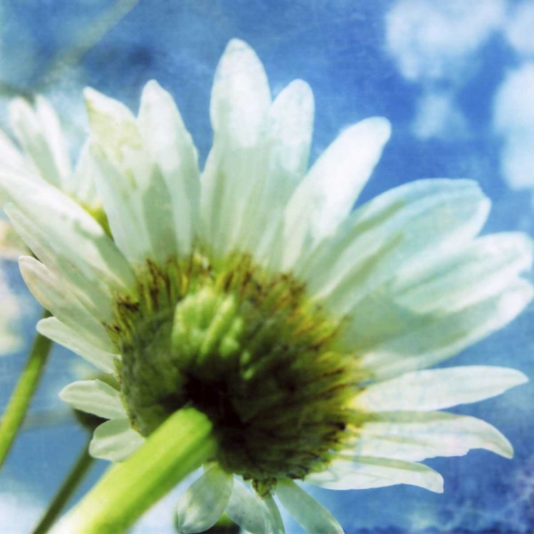 Picture of DAISIES I