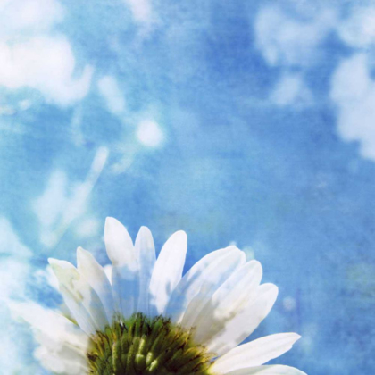 Picture of DAISIES III