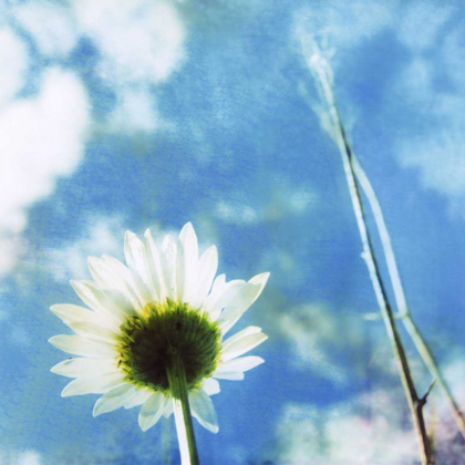 Picture of DAISIES IV