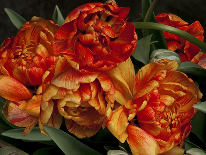 Picture of OLD WORLD TULIPS I
